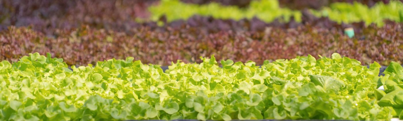 Red and green lettuce rows