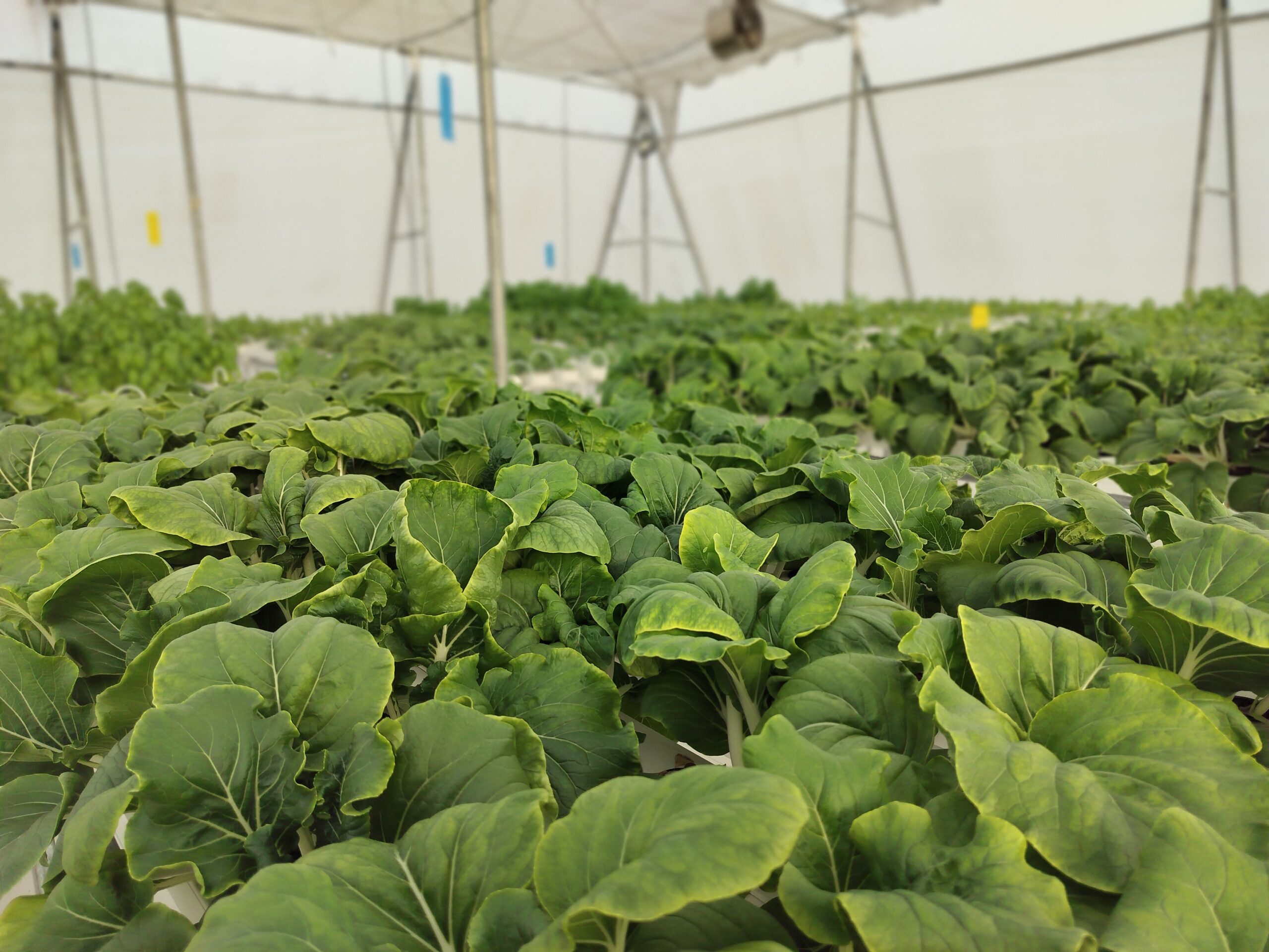 Pristine Farms hydroponic greenhouse full of leafy greens