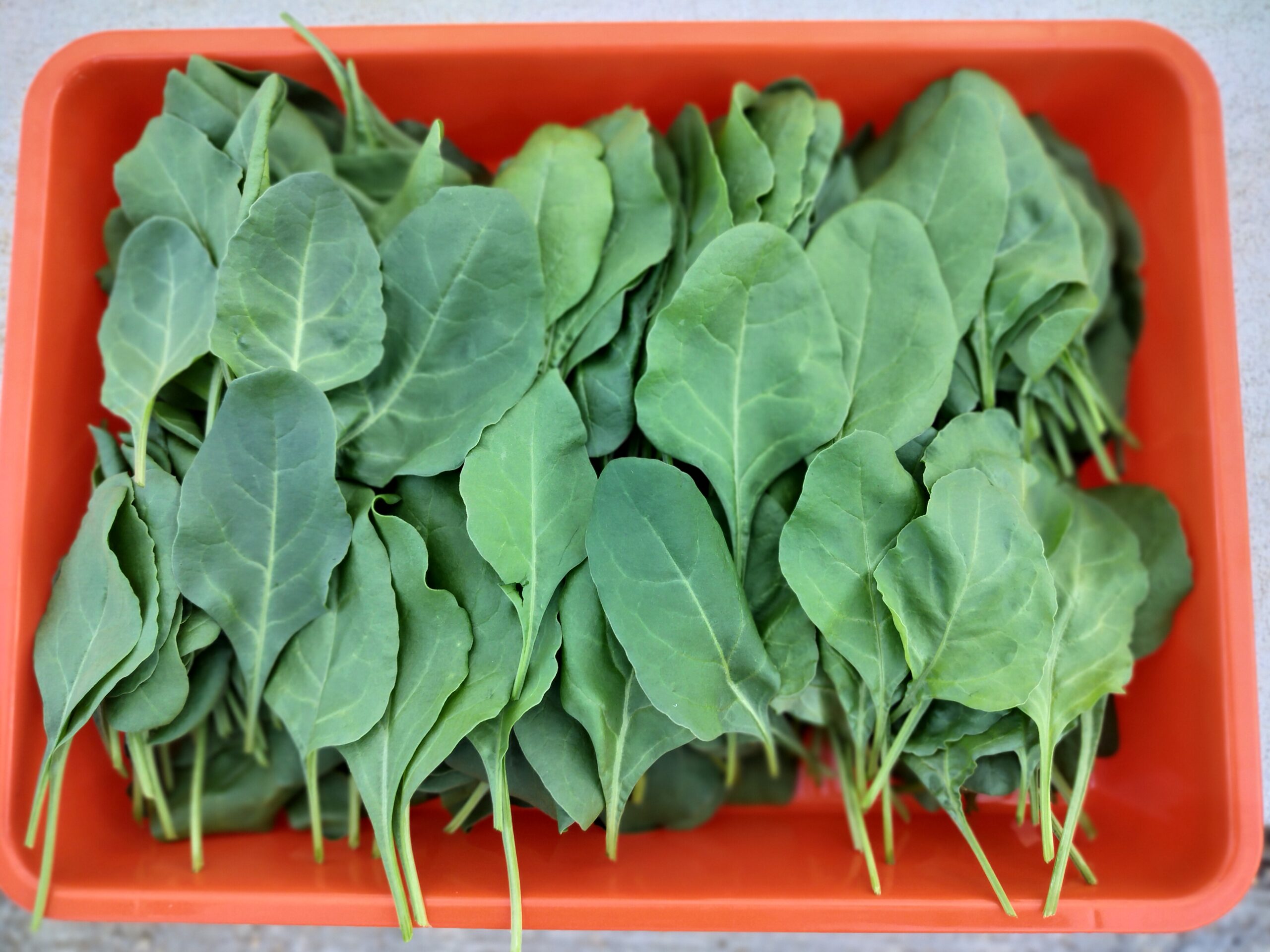 Freshly harvested spinach tray