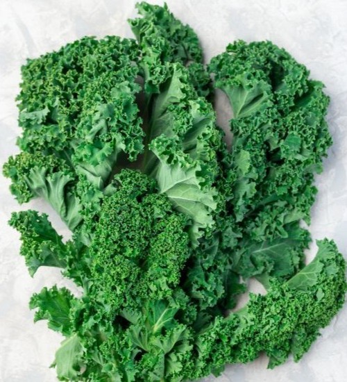 Fresh hydroponic kale
