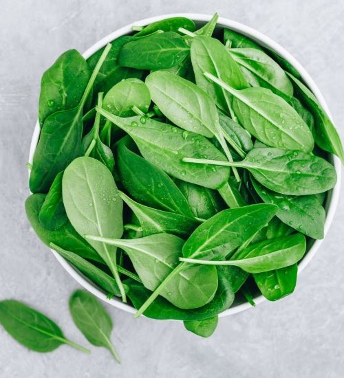 Fresh hydroponic spinach